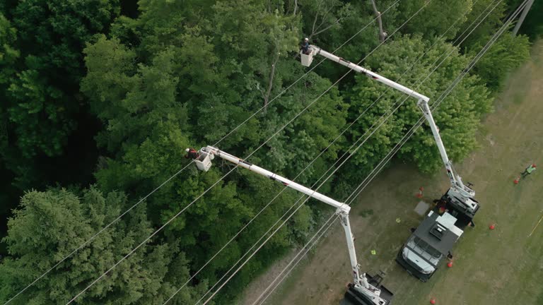 How Our Tree Care Process Works  in  Queensland, MD